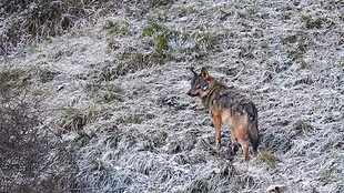 DIE HISTORISCHE ENTWICKLUNG DES WOLFES IN SPANIEN UND DIE AKTUELLE SITUATION