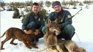2017 wurden in Spanien zwischen 500 und 650 Wölfe getötet