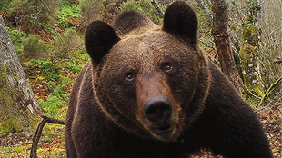 Der Lebensraum des Braunbären auf der Iberischen Halbinsel