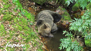 Wieviele Braunbären aus dem östlichen Teil des Kantabrischen Gebirges mussten schon ihr Leben lassen?
